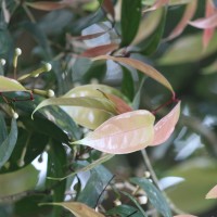 Syzygium cylindricum (Wight) Alston